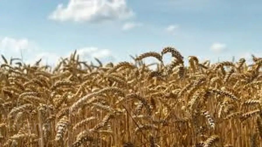 Участок 233га, Карагандинская область