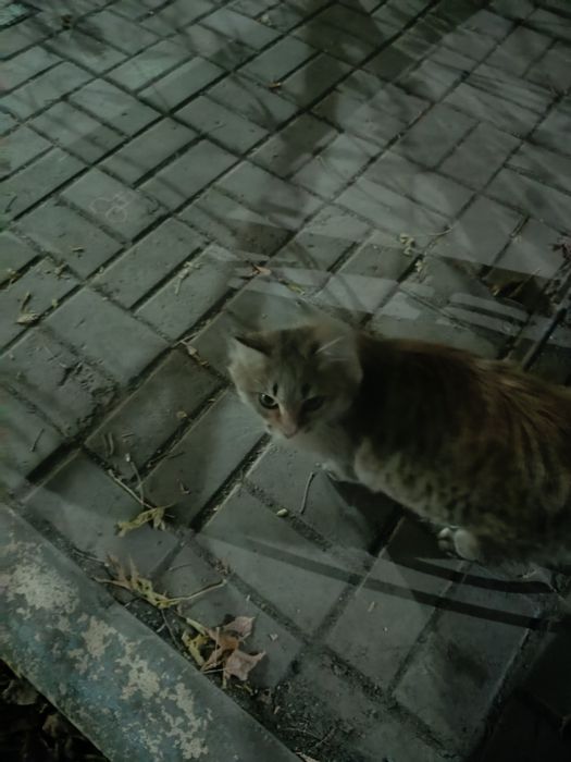 Кошечка молодая бесплатно