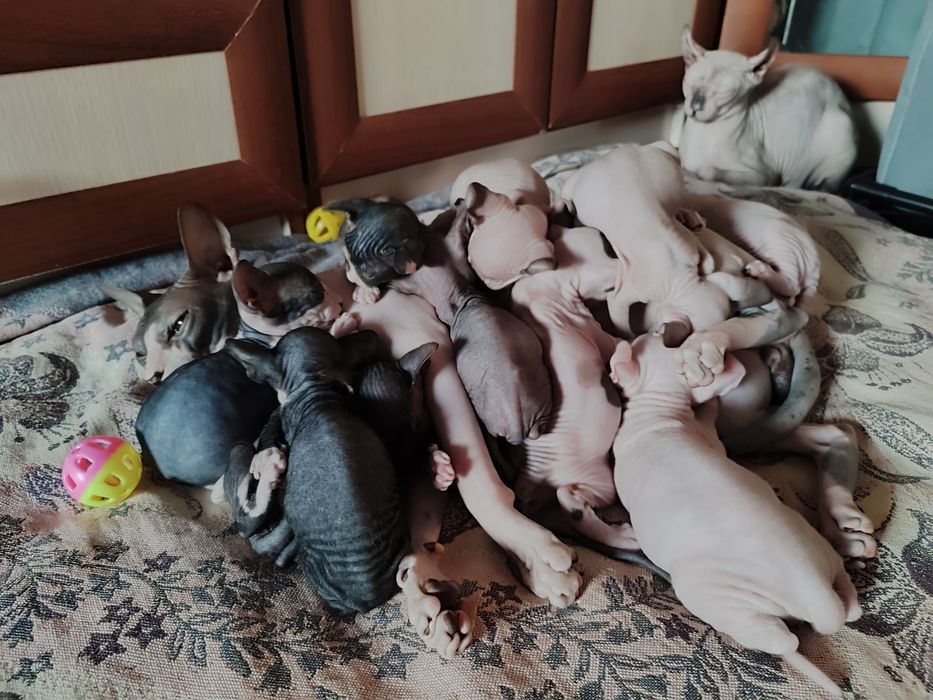 Сфинкс канадский. Эльфы.