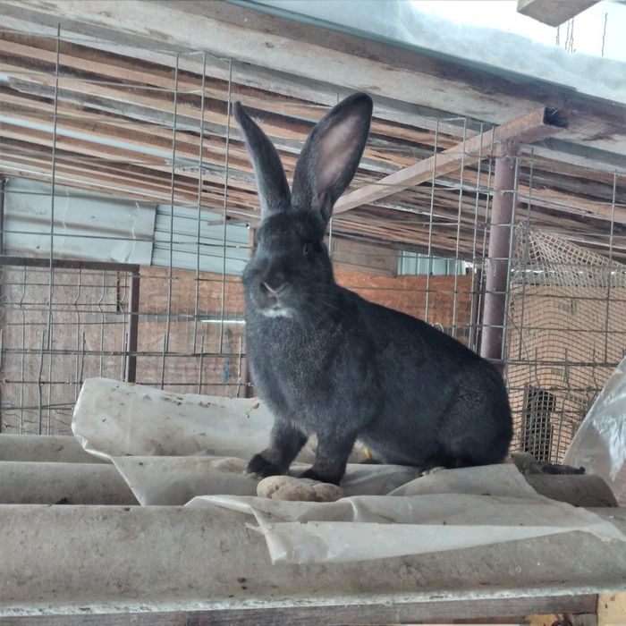 Vînd femelă uriaș german