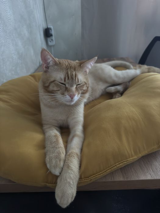 Отдам кота срочно!!!