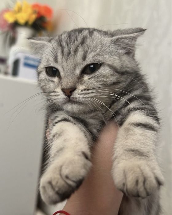 Отдаем кошку в хорошие руки