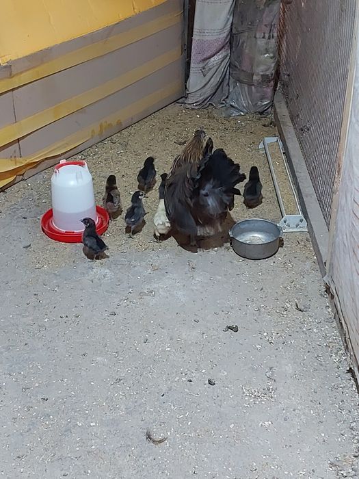 Инкубационное яйцо.