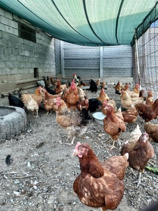 Продам курей Ломан браун