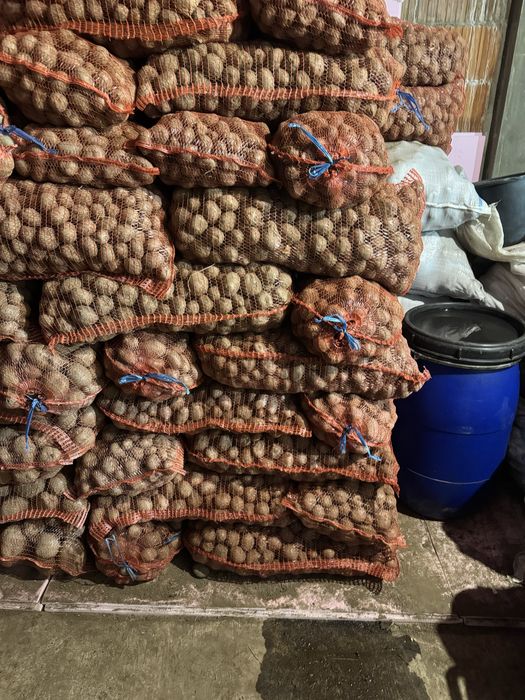 Vând cartofi pentru animale 1leu kg sau de sămânță,cartofi consum 2 le