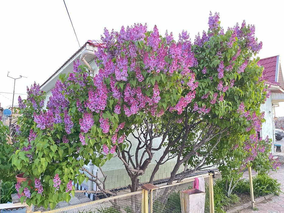 Сирен гүлдер цветы