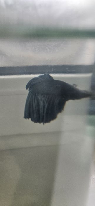 Рыбки петушки большие.