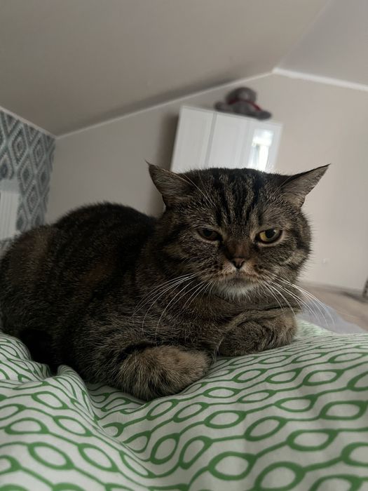 Потерялась кошка