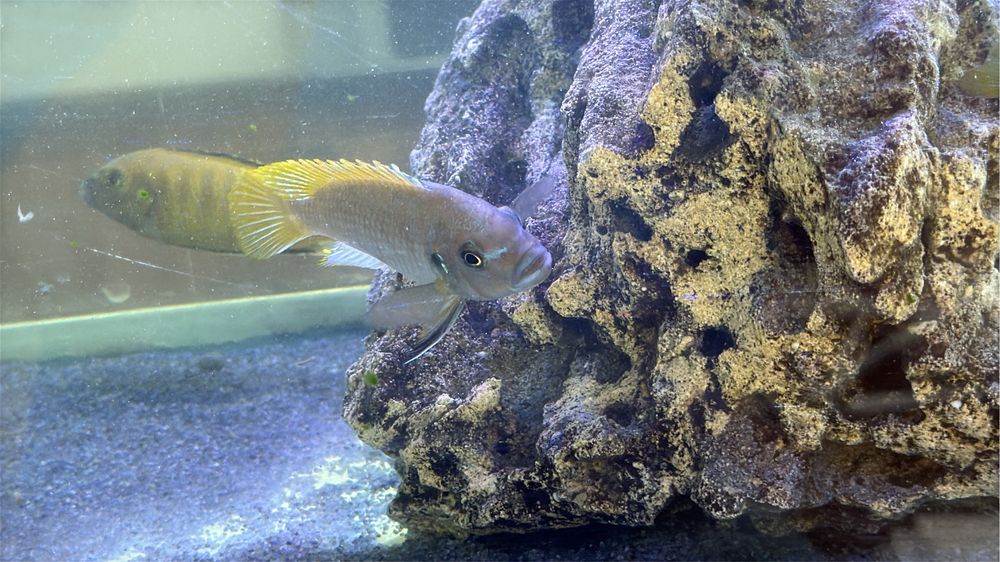 Малавийские цихлиды