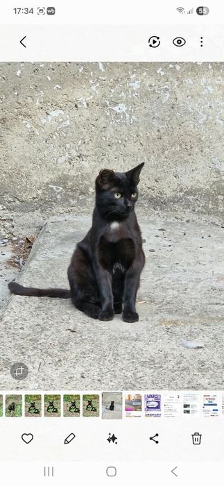 Отдам даром котёнка