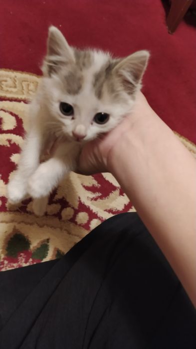 Mushukcha 1.5oylik juda aqlli