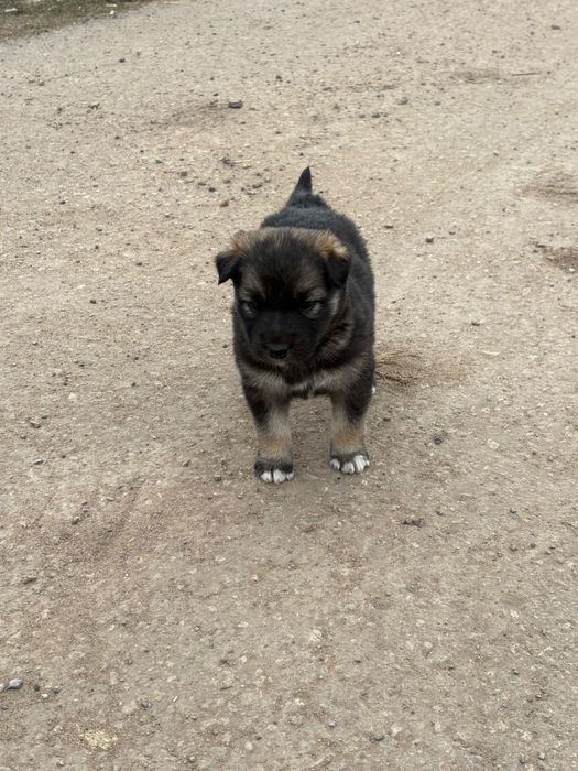 Щенки в добрые руки, мальчики