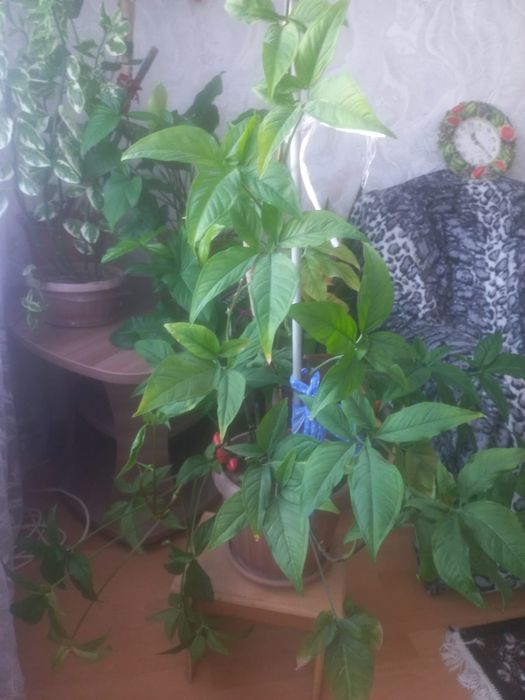 Продам комнатные цветы