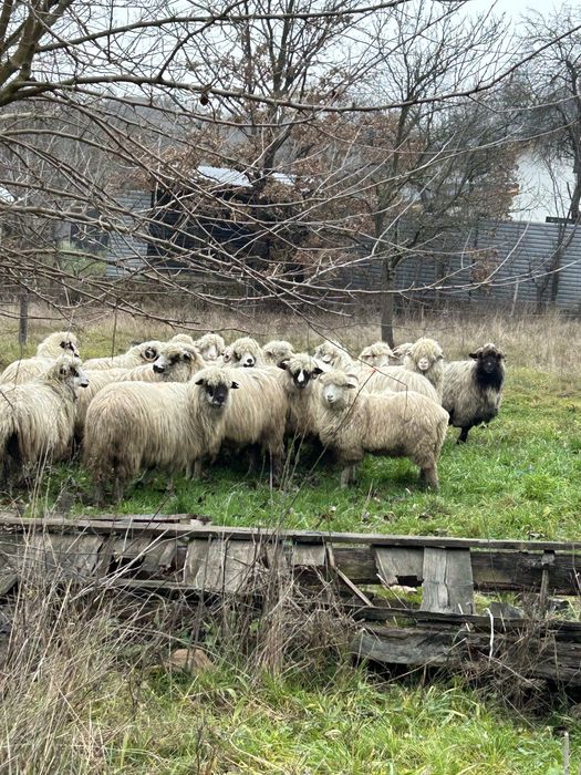 Vand oi miori stramiori si miele de anul trecut