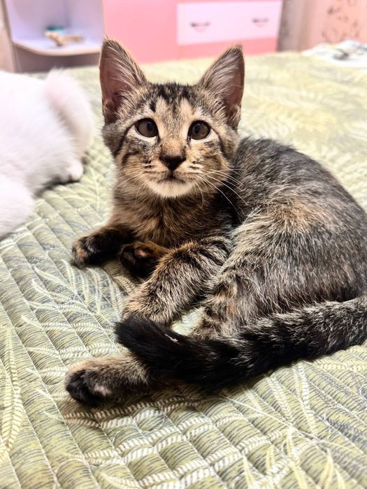 Котёнок девочка бесплатно