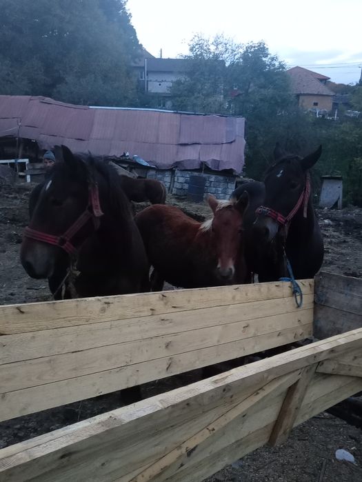 Iapă gestantă de vânzare cu doi mânji