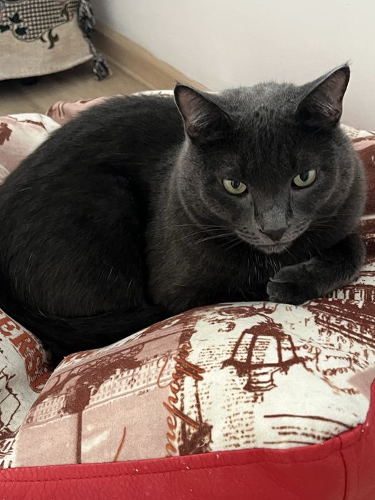 Отдам кота в надежные руки