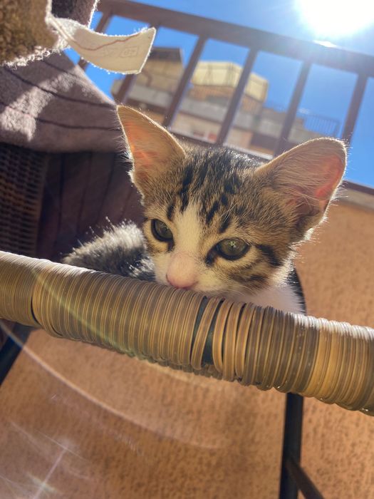 Котенце момче, 2 месеца