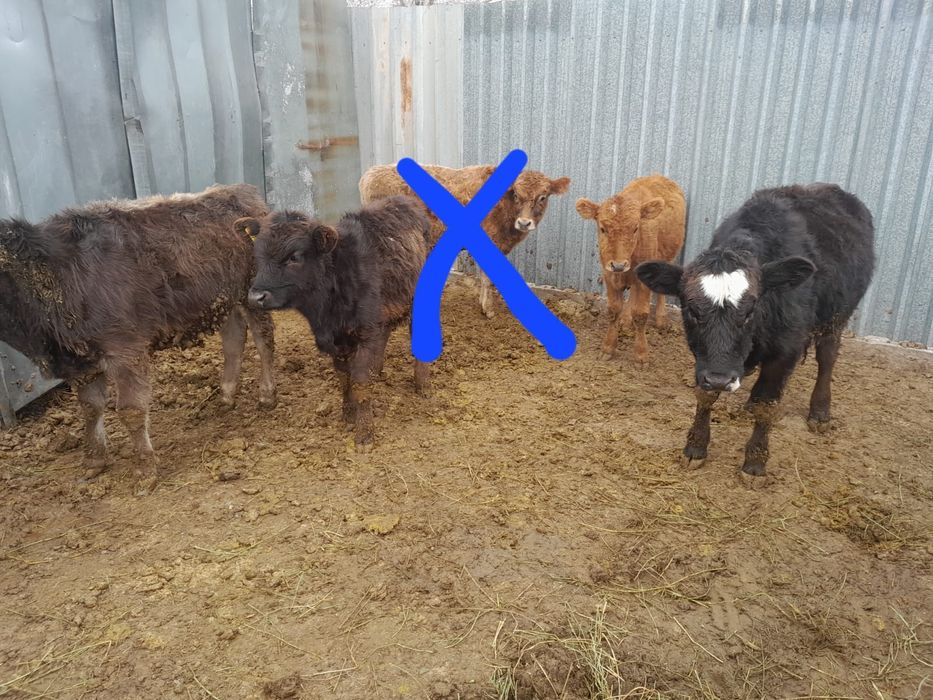 Продаются 4 телочки