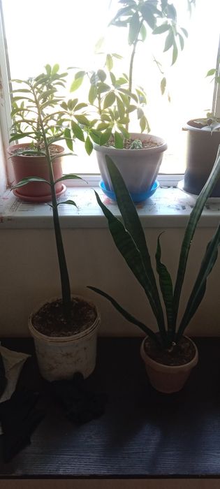 Продам домашний цветы