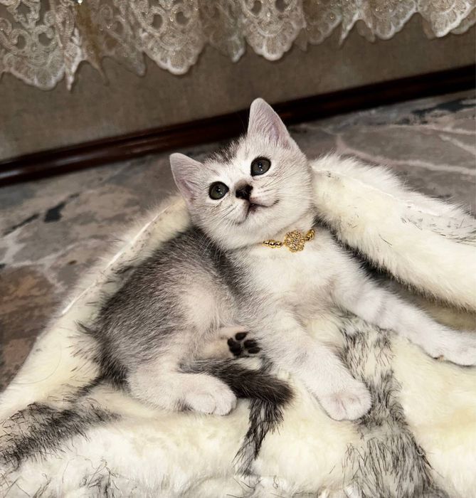 Скоттиш страйт серебристая шиншилла