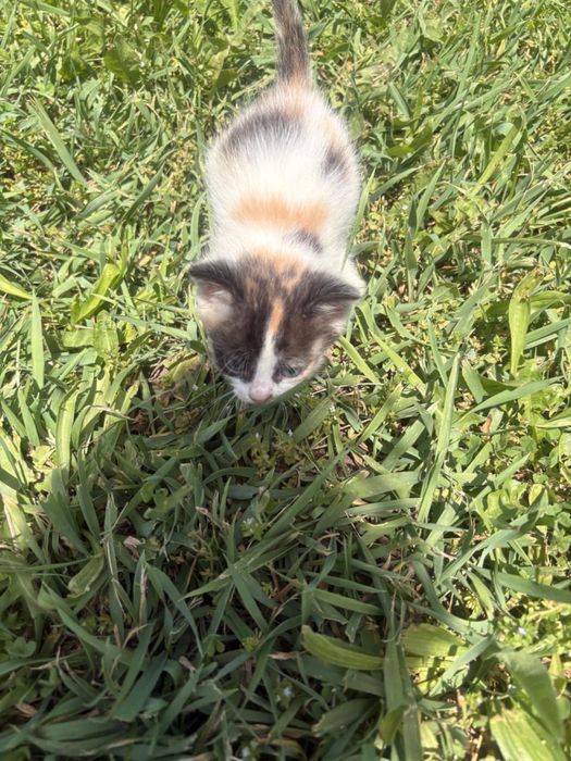 Отдам милых котят