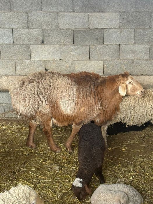 Продам кошкара 3 года