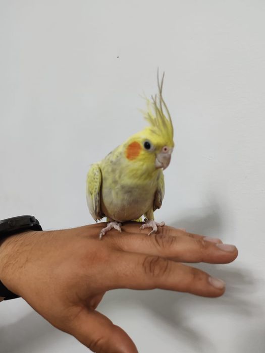 Попугай Корэлла 30 тыс. С клеткой и принадлежностями