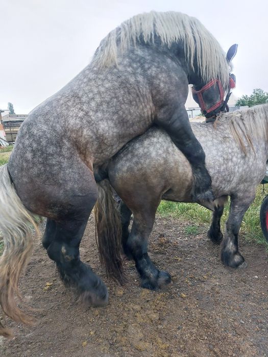 Armăsar sur de montă.armăsaru este cu genetică bună!