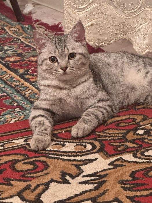 Продаётся шотландская кошечка