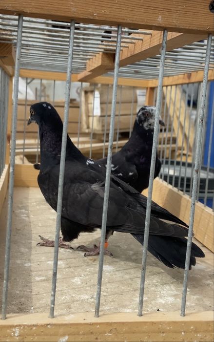 Голуби бакинцы молодые