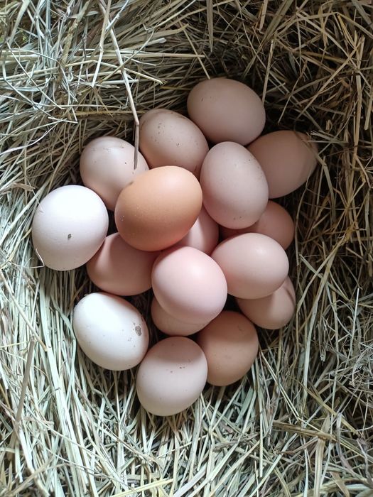 Куриные яйца продается