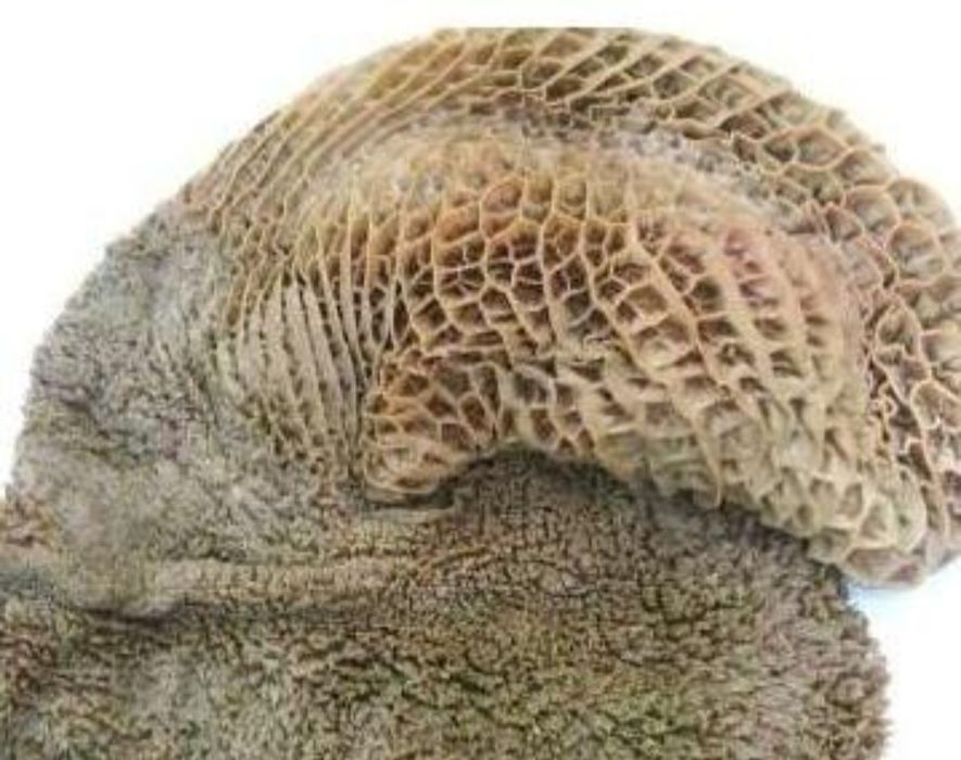 Требуха не чищенная