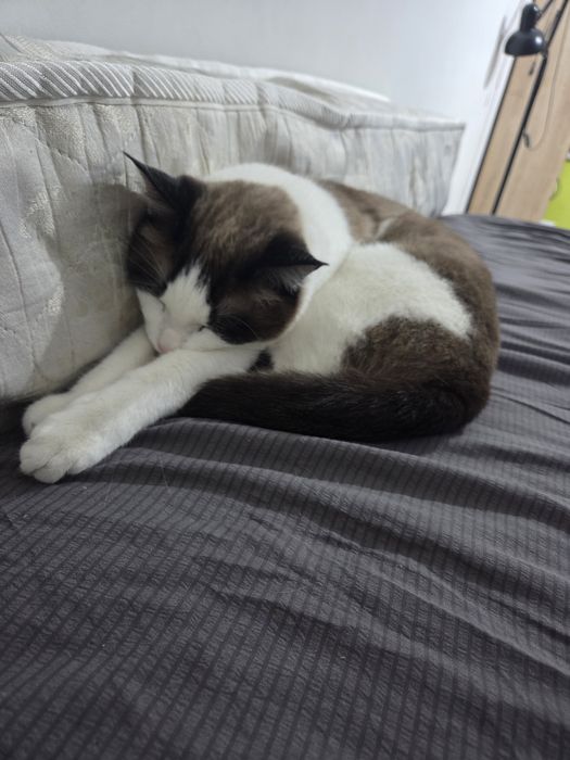 Котик Лаки ищет дом