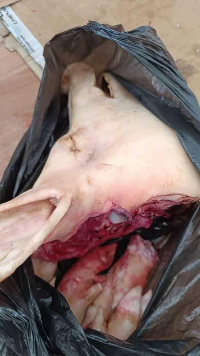 Продам свиную голову с ногами