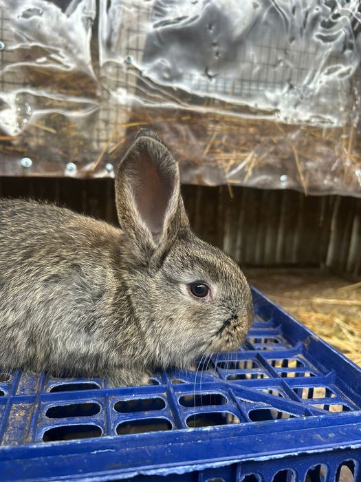 Продам крольчат фландер.