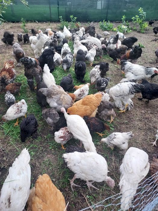 Găini de rasă de vânzare