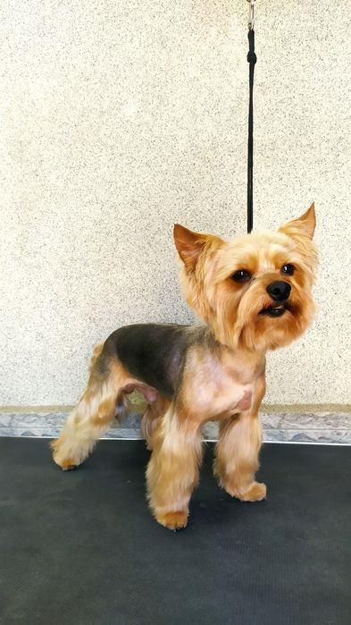 Стрижка собак и кошек.