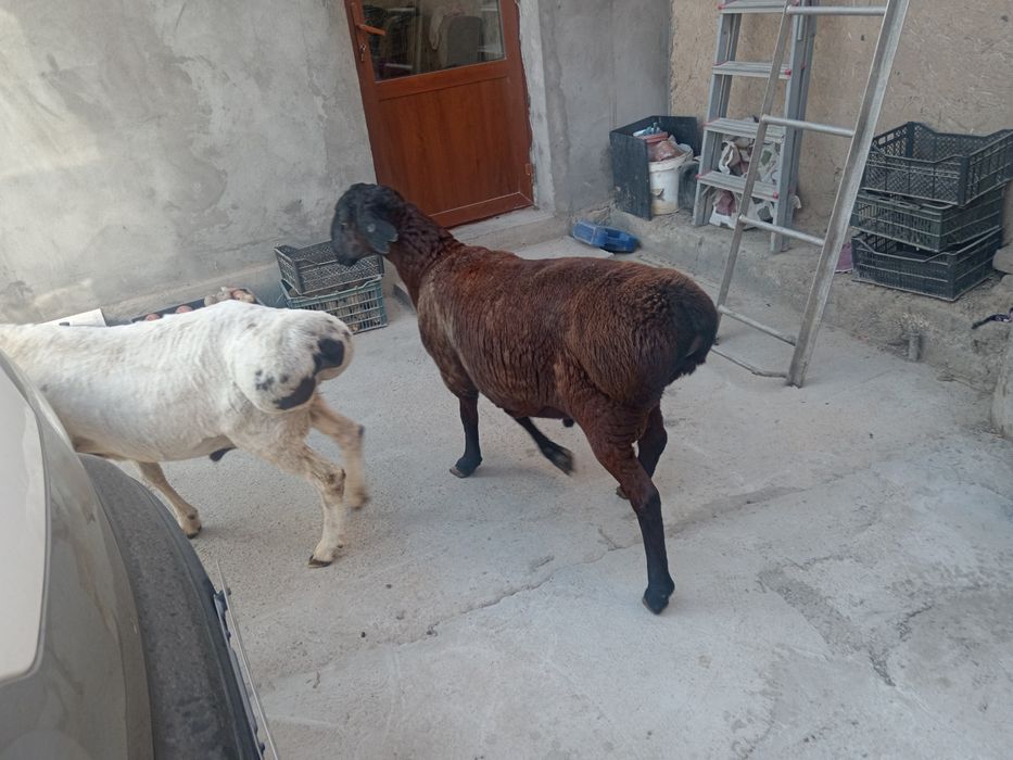 Qochqor qoy koy Aqiqa toy va qurbonlikka