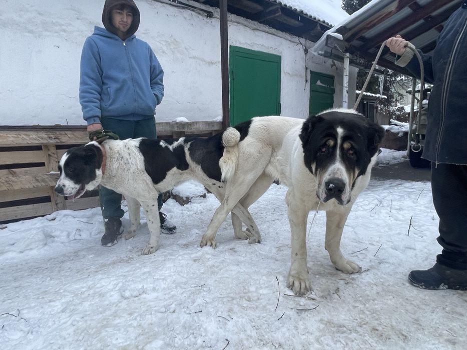 Продам белую медведицу алабайка