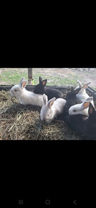 Iepuri tineri si frumosi