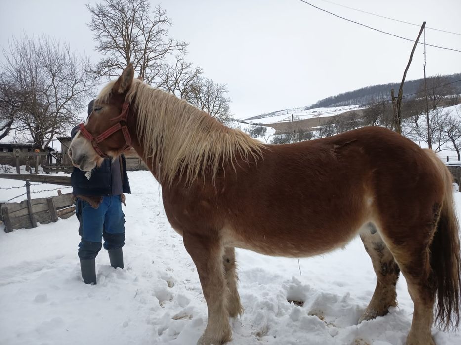 De vânzare iapa blondă 1,75 la greabăn
