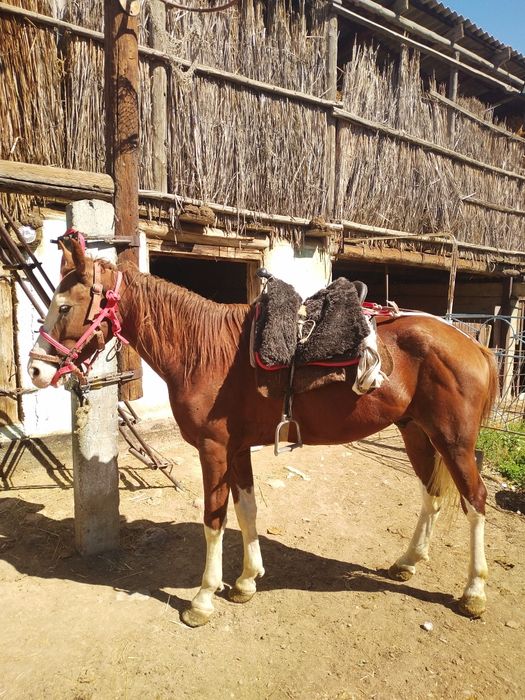 5 жасар Айғыр ...