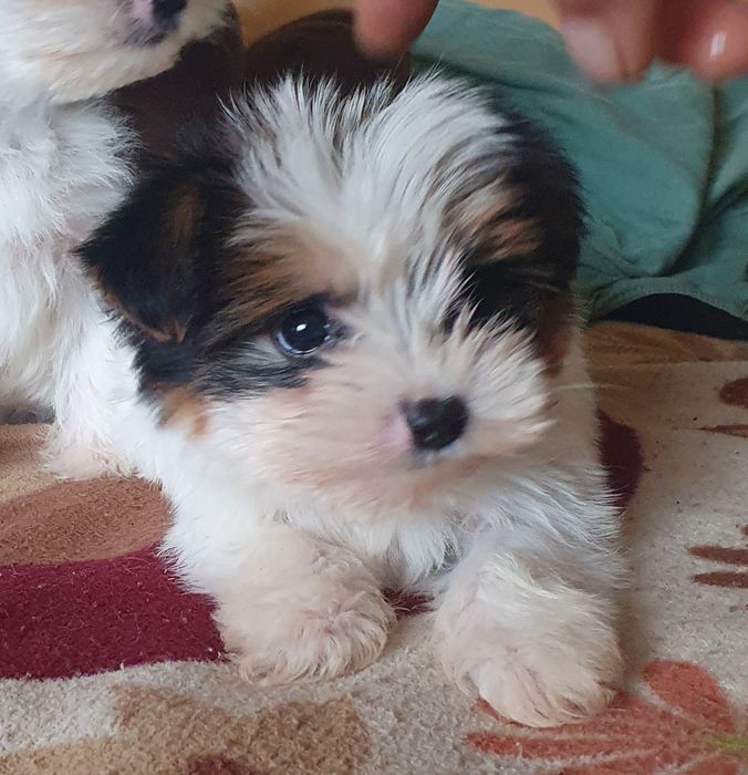 Малки йоркита бивър