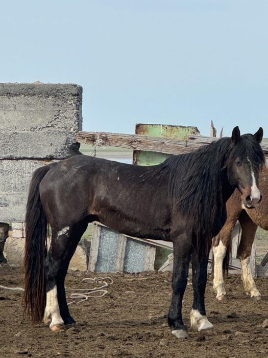 Айғыр жасы 7де  оте жаксы