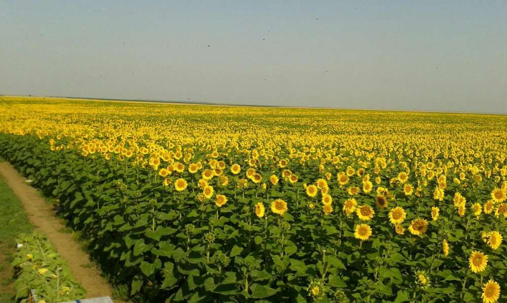 Miere de albina producator