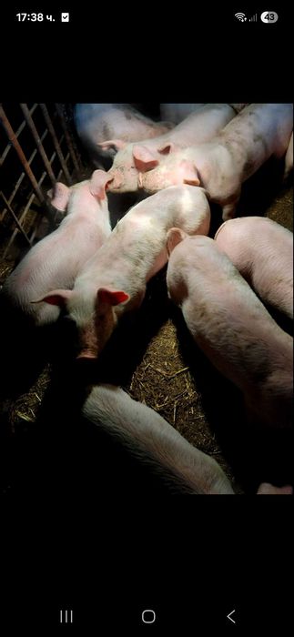 Продавам малки прасенца