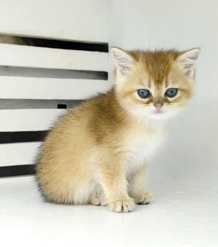 КоТик БриТансКий ЗолоТой 2 мес