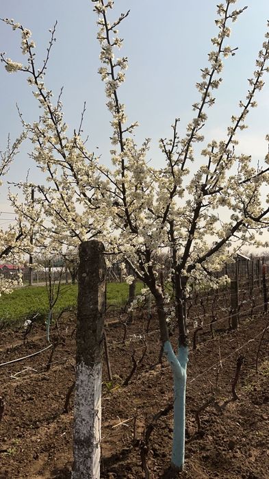 Toaletare pomi fructiferi, trandafiri și vie.