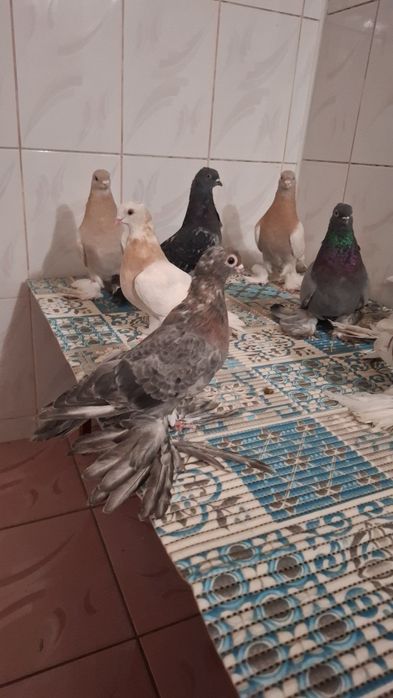 Голуби, көгершін.